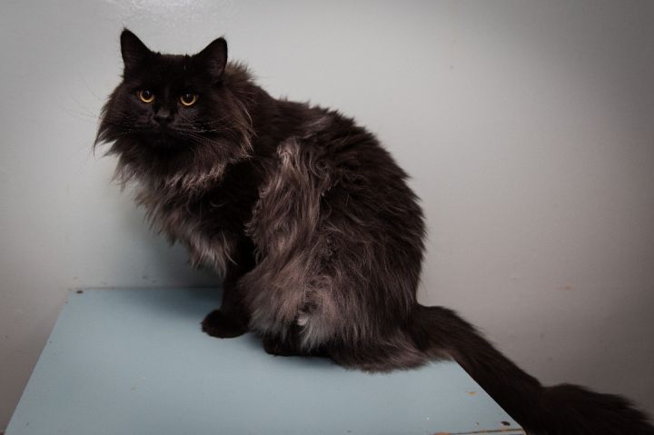 King Albert , an adoptable Maine Coon in Chicago, IL_image-1