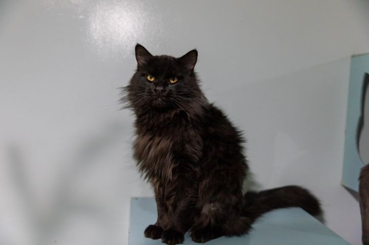 King Albert , an adoptable Maine Coon in Chicago, IL_image-3