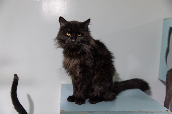 King Albert , an adoptable Maine Coon in Chicago, IL_image-3