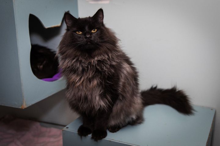 King Albert , an adoptable Maine Coon in Chicago, IL_image-1