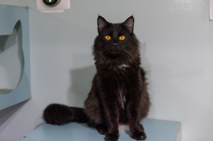 Jerry, an adoptable Maine Coon in Chicago, IL_image-1