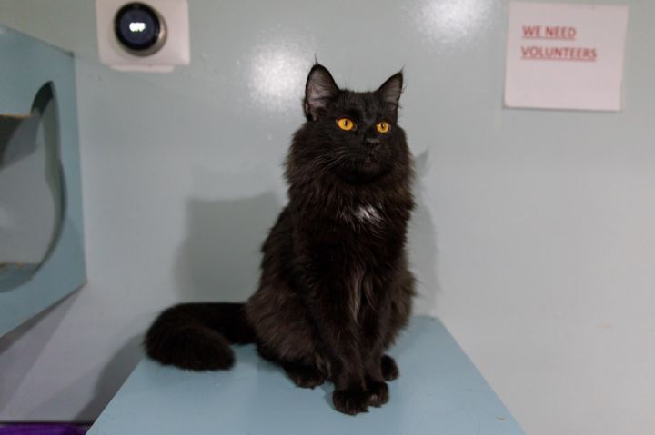 Jerry, an adoptable Maine Coon in Chicago, IL_image-3