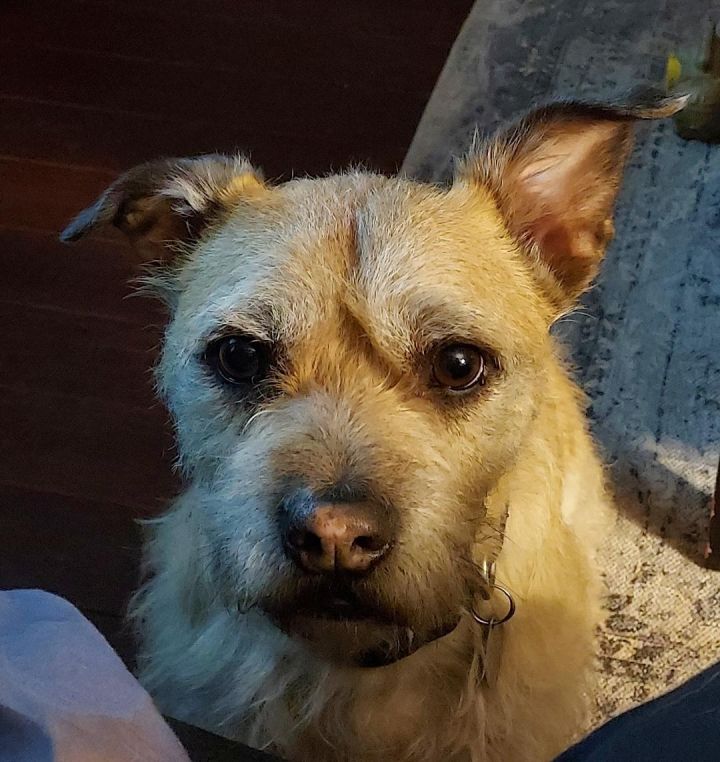 Colonel potter cairn terrier sales rescue