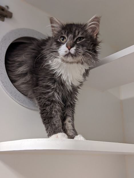Tuffs, an adopted Domestic Long Hair in Bellingham, WA_image-3