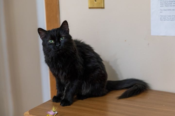 Nia, an adoptable Maine Coon in Chicago, IL_image-1