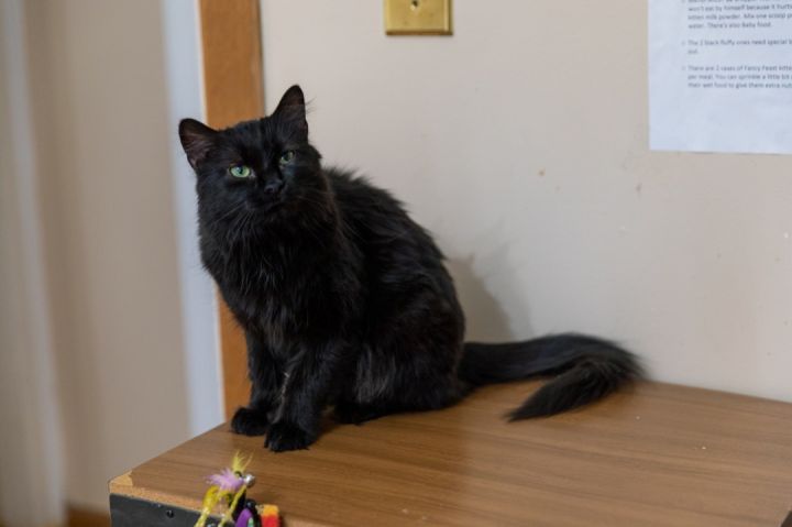 Nia, an adoptable Maine Coon in Chicago, IL_image-2