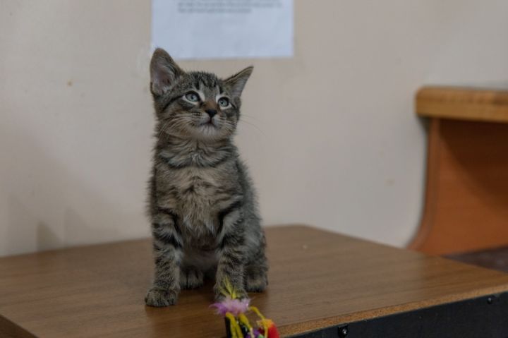 Jackson, an adoptable Domestic Short Hair in Chicago, IL_image-2