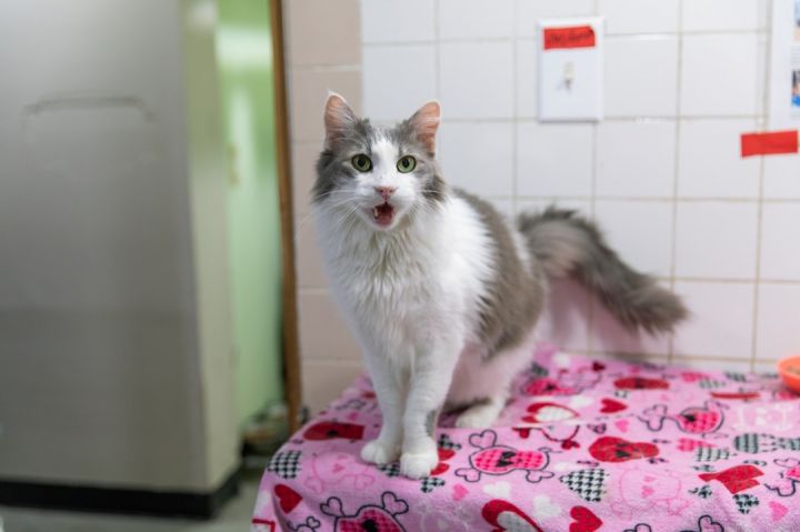 Dora, an adoptable Maine Coon in Chicago, IL_image-1