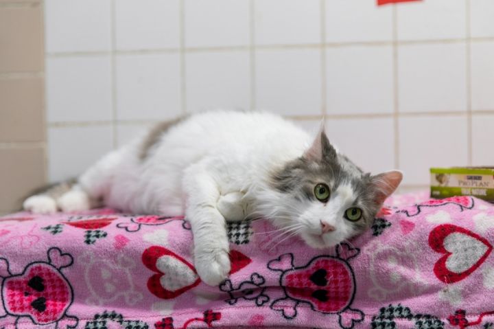 Dora, an adoptable Maine Coon in Chicago, IL_image-2