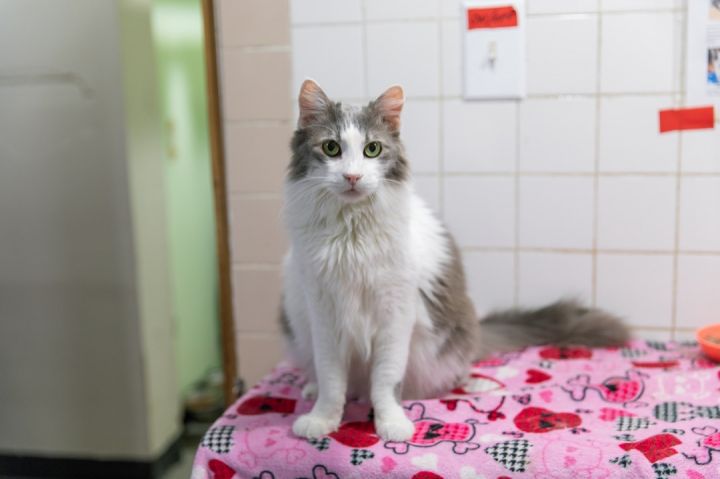 Dora, an adoptable Maine Coon in Chicago, IL_image-3