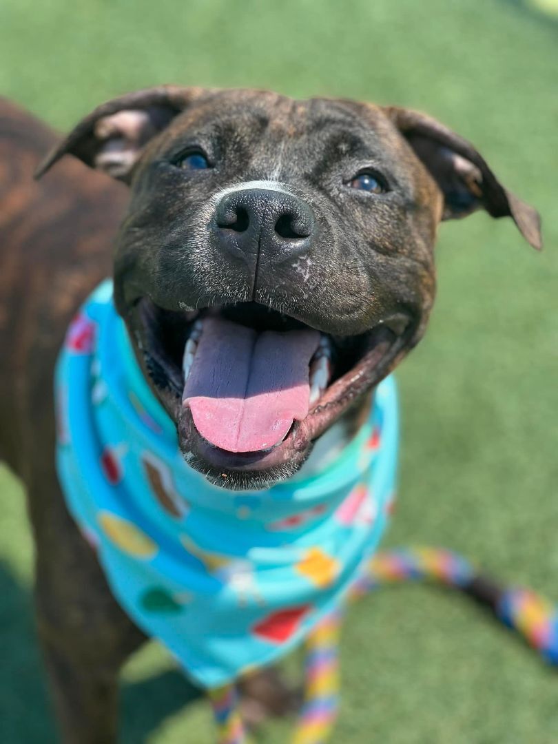 Slater, an adoptable Terrier, Pit Bull Terrier in Cleveland, OH, 44102 | Photo Image 1