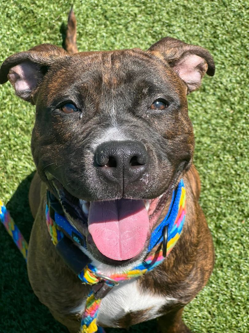 Slater, an adoptable Terrier, Pit Bull Terrier in Cleveland, OH, 44102 | Photo Image 2