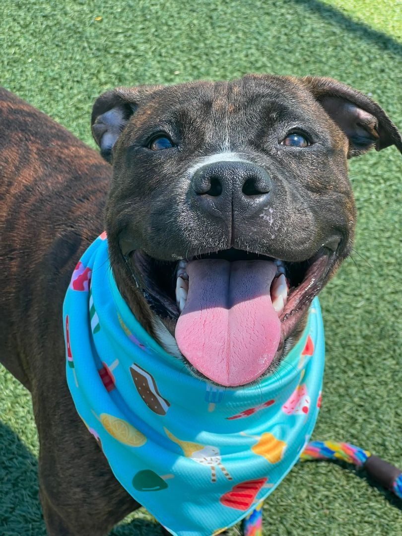 Slater, an adoptable Terrier, Pit Bull Terrier in Cleveland, OH, 44102 | Photo Image 3