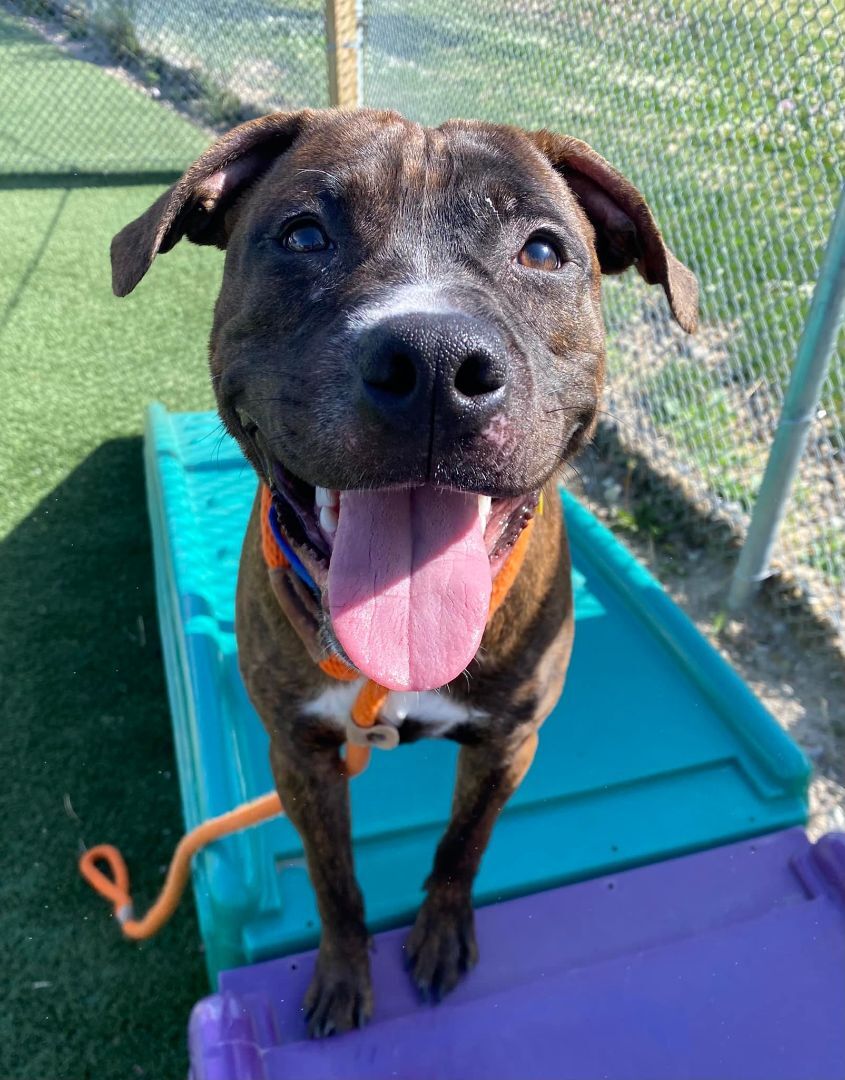 Slater, an adoptable Terrier, Pit Bull Terrier in Cleveland, OH, 44102 | Photo Image 4