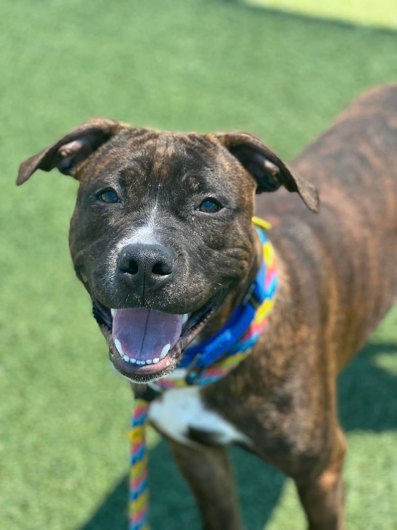 Slater, an adoptable Terrier, Pit Bull Terrier in Cleveland, OH, 44102 | Photo Image 5