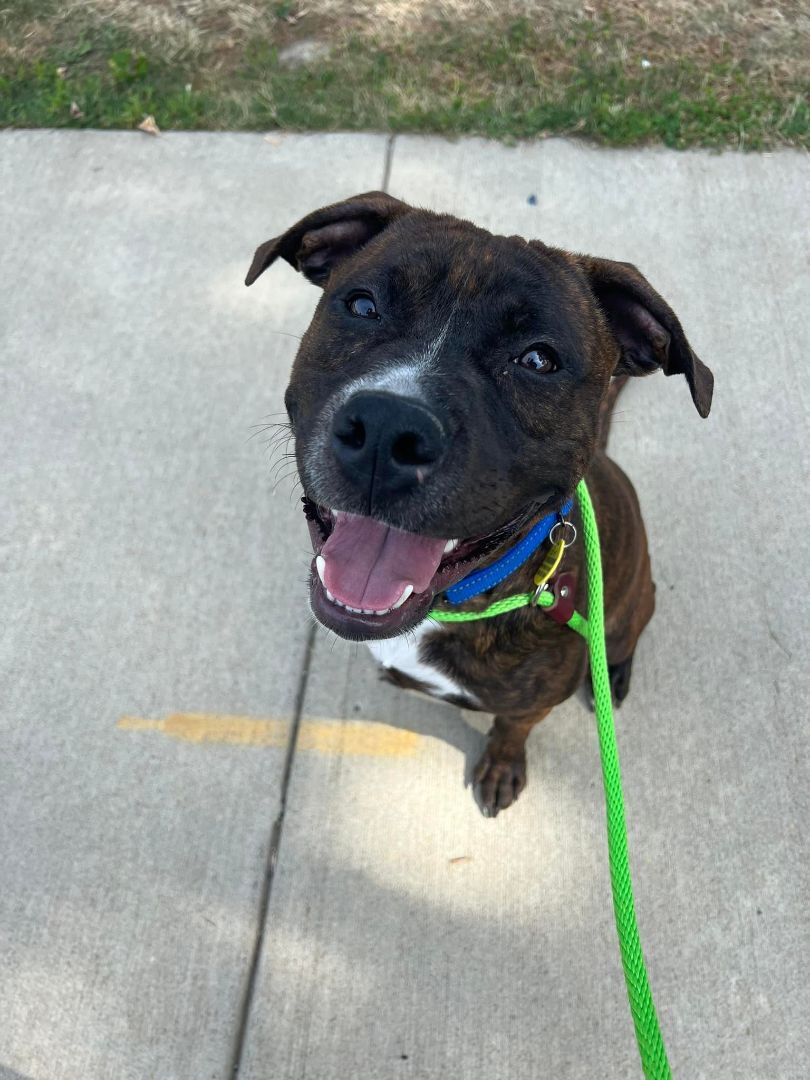 Slater, an adoptable Terrier, Pit Bull Terrier in Cleveland, OH, 44102 | Photo Image 6