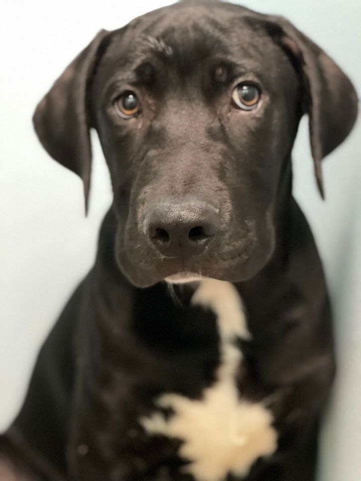 Dwight in NH $300 adoption fee! , an adopted Labrador Retriever & Retriever Mix in Manchester, NH_image-2