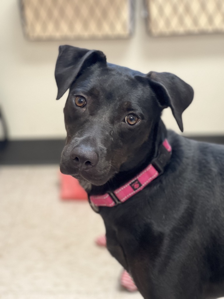 Loki, an adoptable Labrador Retriever in Rosenberg, TX, 77471 | Photo Image 1