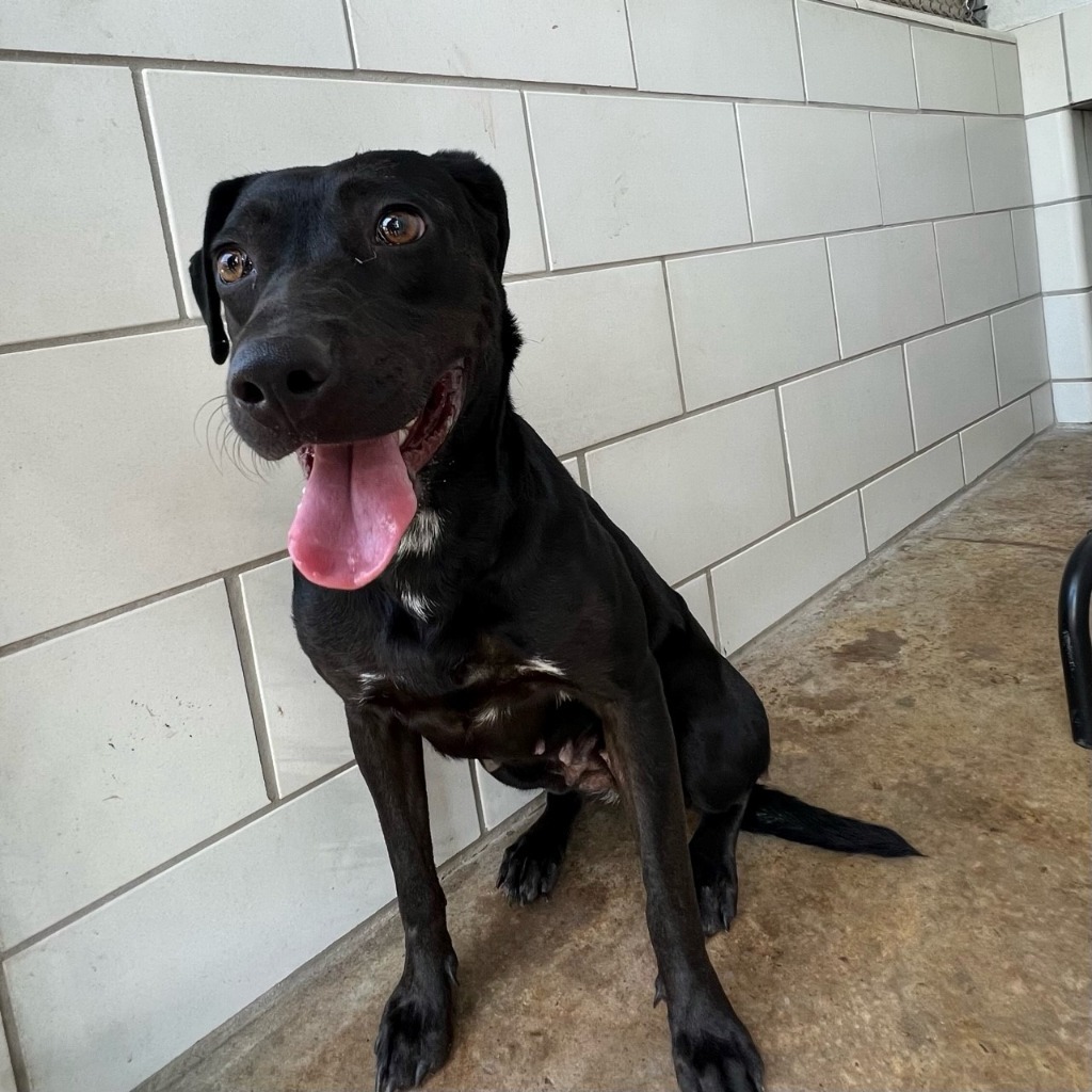 Loki, an adoptable Labrador Retriever in Rosenberg, TX, 77471 | Photo Image 2