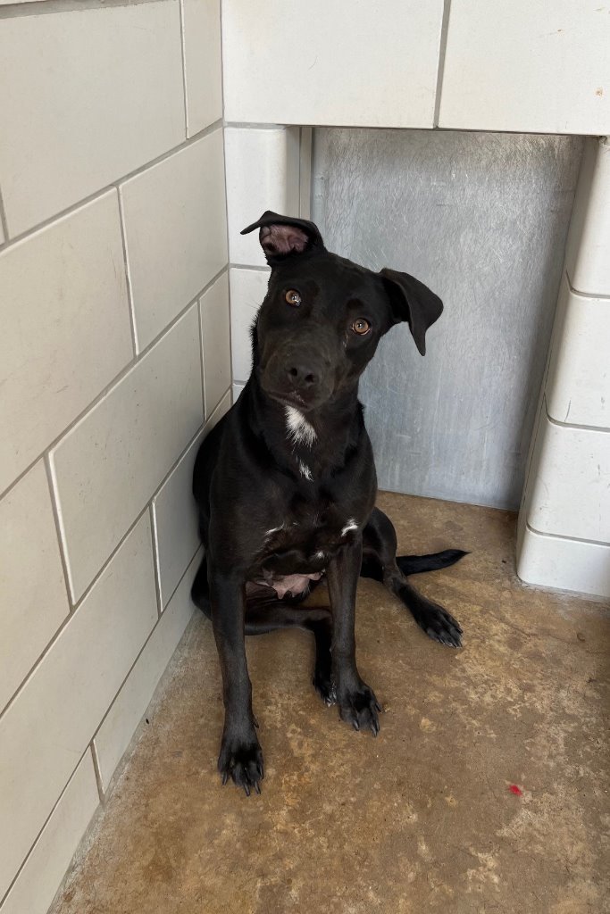 Loki, an adoptable Labrador Retriever in Rosenberg, TX, 77471 | Photo Image 3