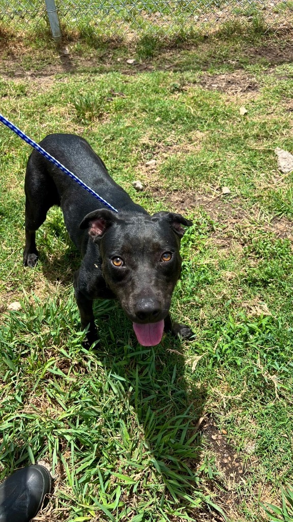 Loki, an adoptable Labrador Retriever in Rosenberg, TX, 77471 | Photo Image 4