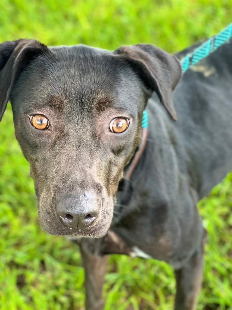 Loki, an adoptable Labrador Retriever in Rosenberg, TX, 77471 | Photo Image 5