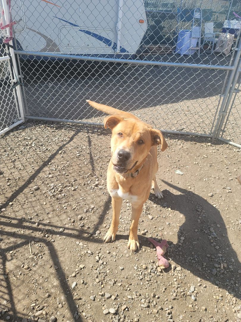 Bruno, an adoptable Labrador Retriever in Calgary, AB, T2G 4P9 | Photo Image 4