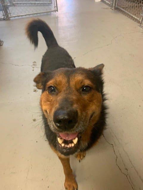 Gizmo, an adoptable Shepherd in Calgary, AB, T2G 4P9 | Photo Image 1