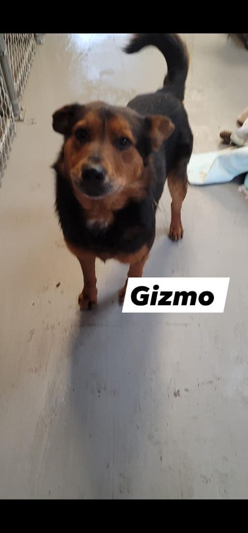 Gizmo, an adoptable Shepherd in Calgary, AB, T2G 4P9 | Photo Image 2