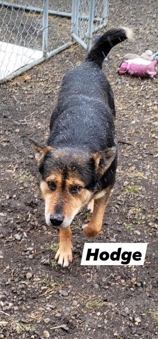 Hodge, an adoptable Shepherd in Calgary, AB, T2G 4P9 | Photo Image 1