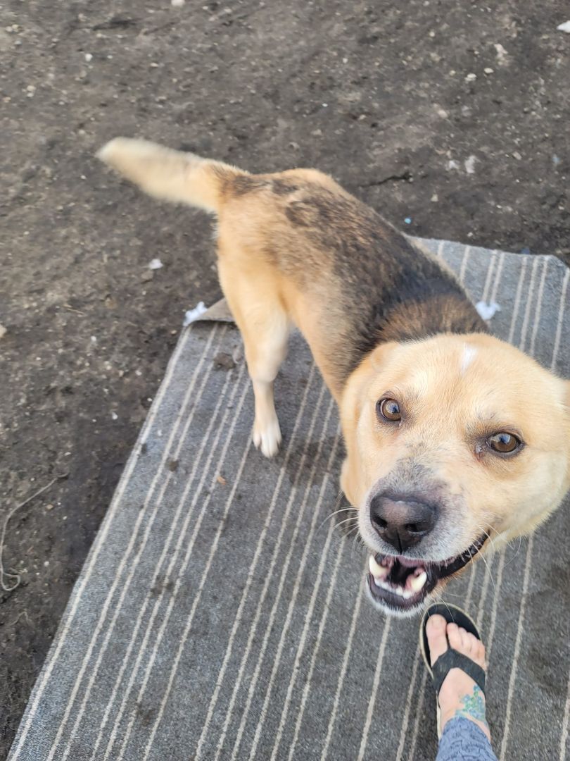 Max, an adoptable Labrador Retriever in Calgary, AB, T2G 4P9 | Photo Image 3