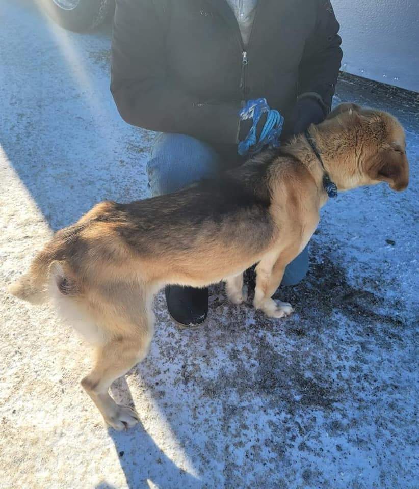Max, an adoptable Labrador Retriever in Calgary, AB, T2G 4P9 | Photo Image 6