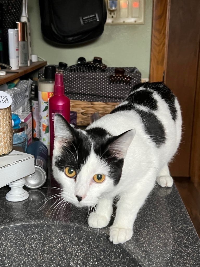 Sally, an adoptable Domestic Short Hair in Algona, IA, 50511 | Photo Image 1