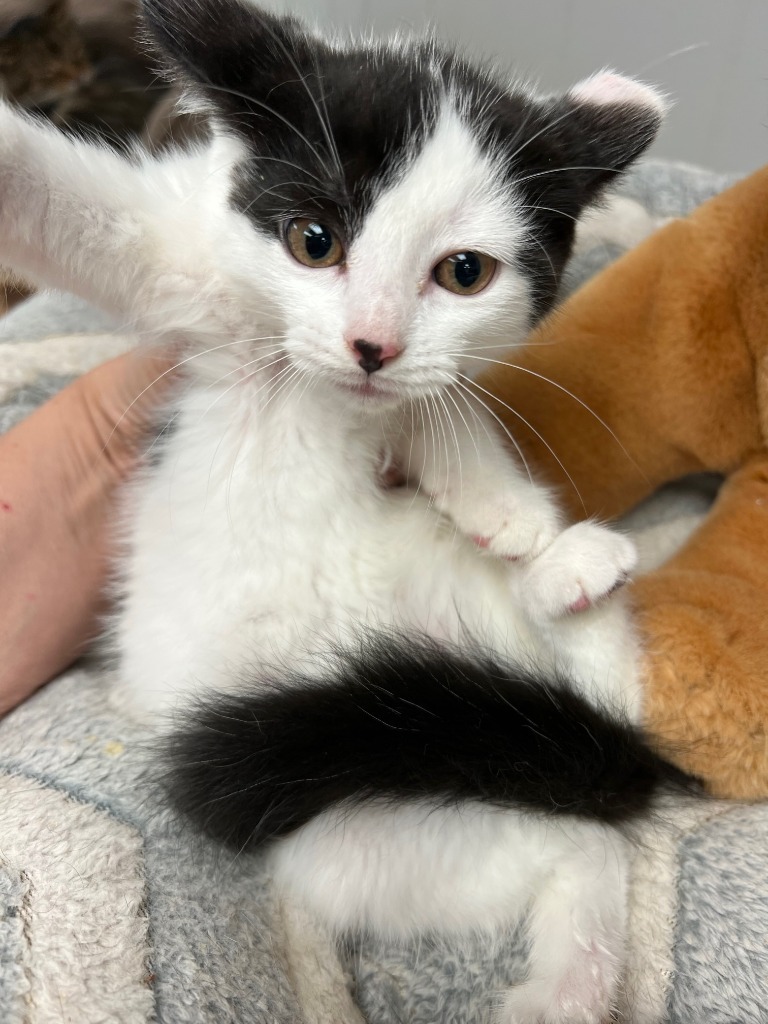 Sally, an adoptable Domestic Short Hair in Algona, IA, 50511 | Photo Image 4