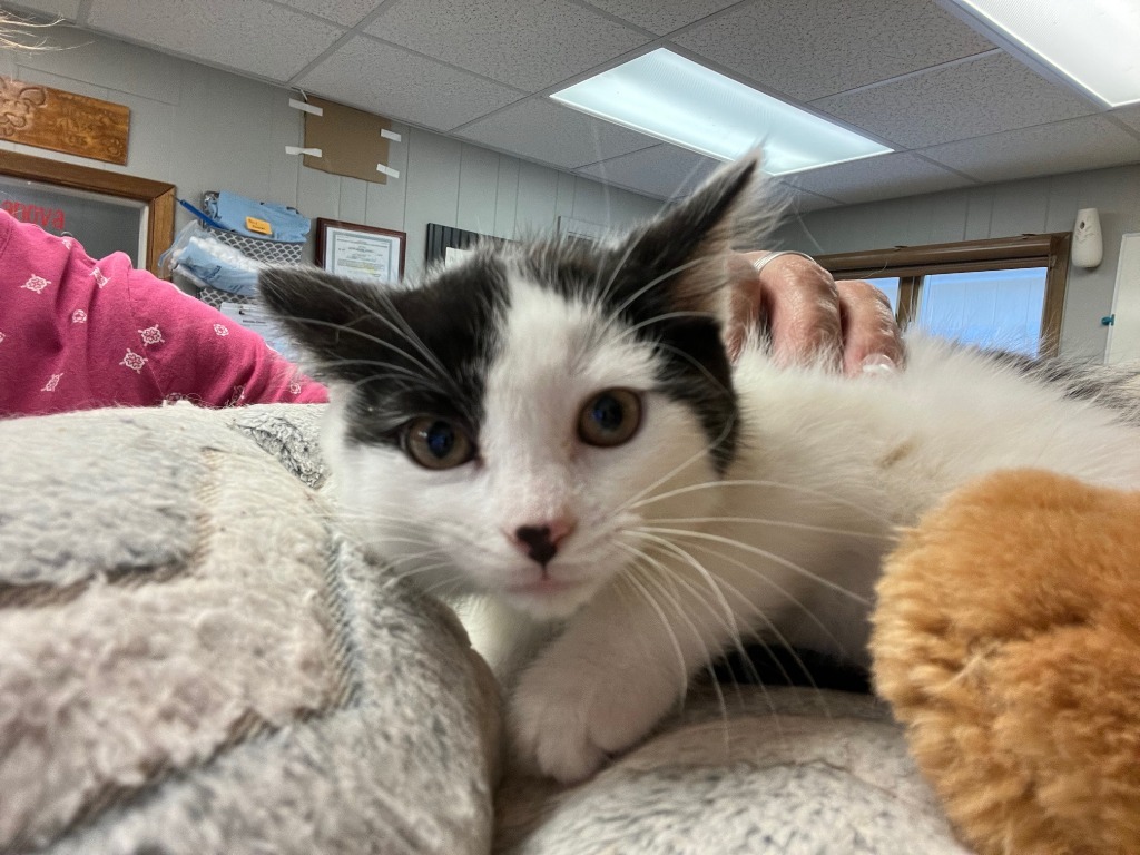 Sally, an adoptable Domestic Short Hair in Algona, IA, 50511 | Photo Image 5