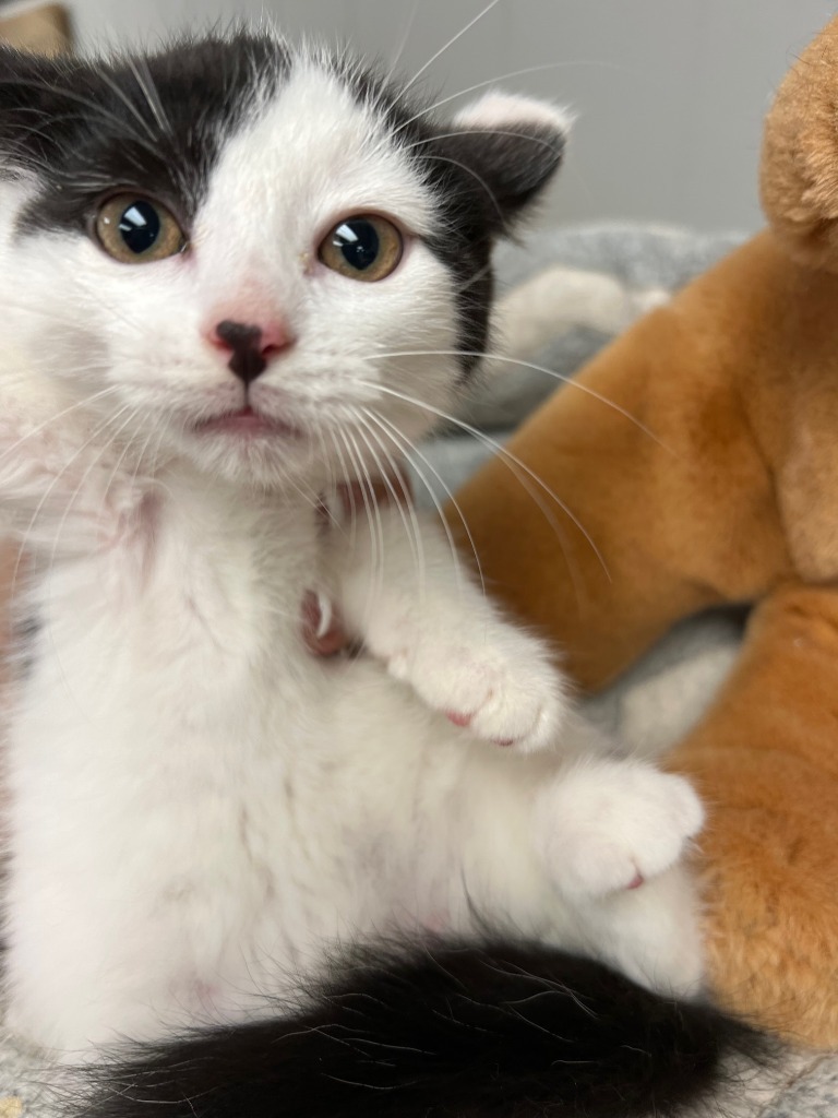 Sally, an adoptable Domestic Short Hair in Algona, IA, 50511 | Photo Image 6