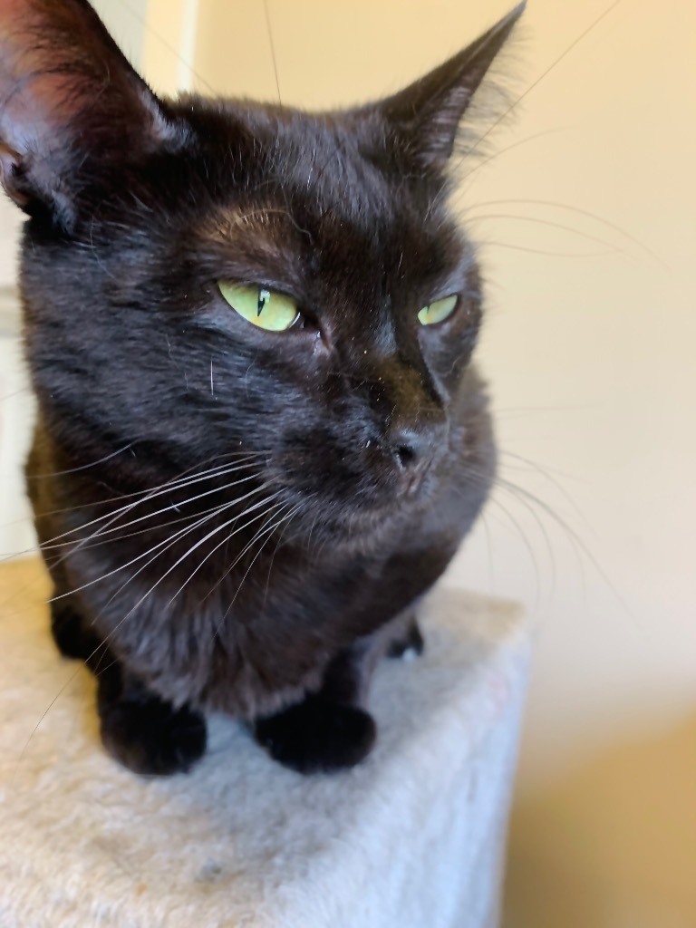 Franklin, an adoptable Domestic Short Hair in Algona, IA, 50511 | Photo Image 5