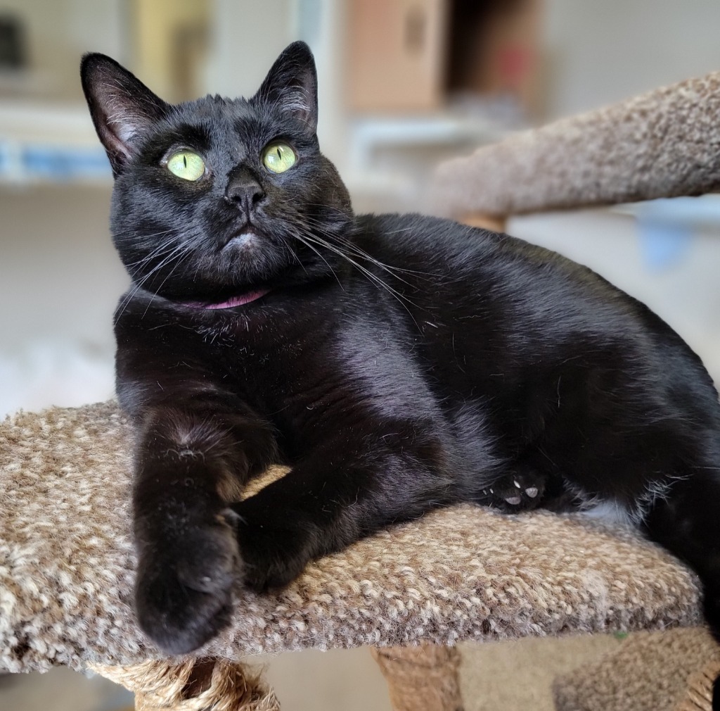 Zoe, an adoptable Domestic Short Hair in Fremont, OH, 43420 | Photo Image 1
