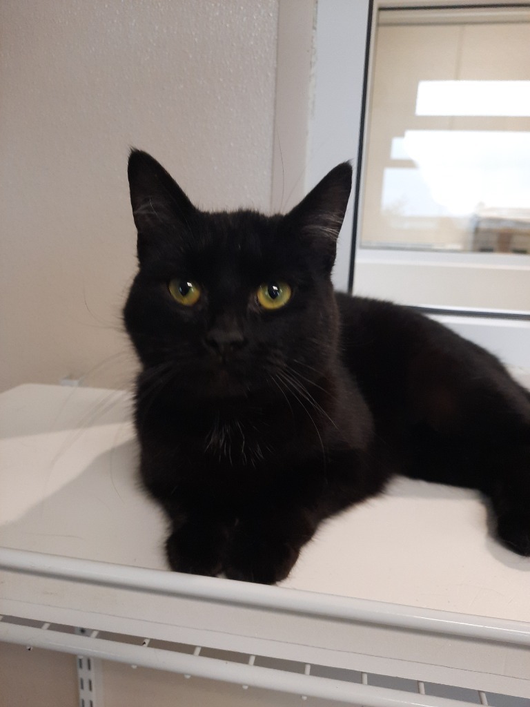 Zoe, an adoptable Domestic Short Hair in Fremont, OH, 43420 | Photo Image 2