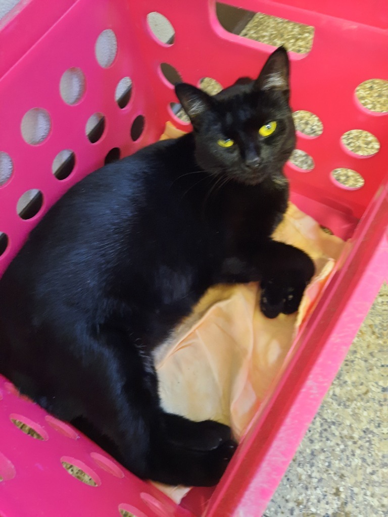 Zoe, an adoptable Domestic Short Hair in Fremont, OH, 43420 | Photo Image 3