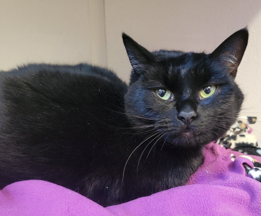 Zoe, an adoptable Domestic Short Hair in Fremont, OH, 43420 | Photo Image 4