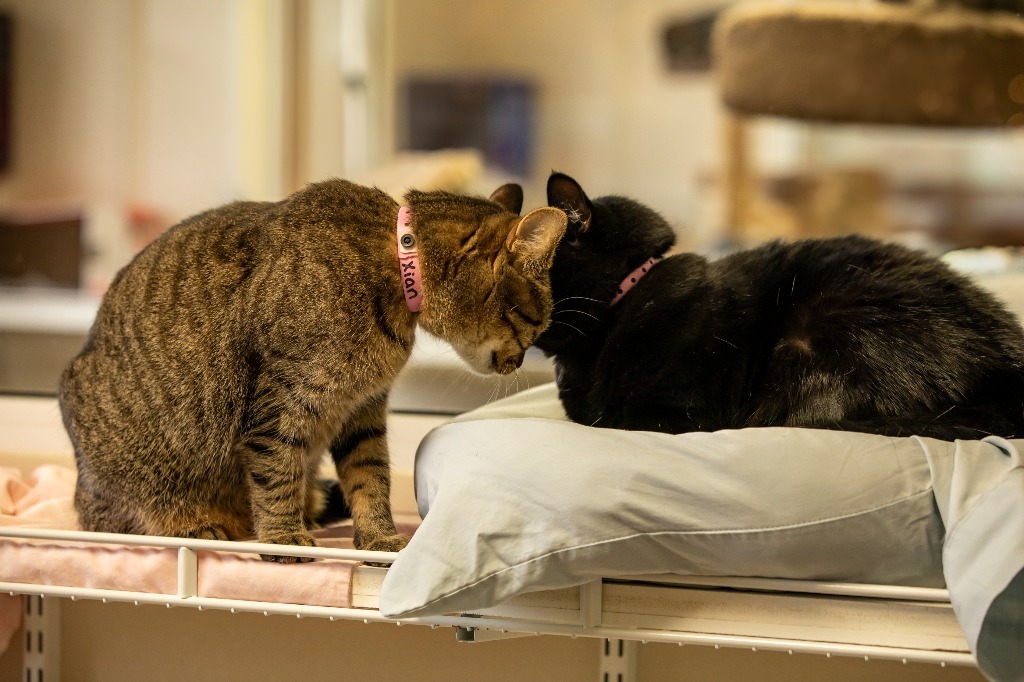 Zoe, an adoptable Domestic Short Hair in Fremont, OH, 43420 | Photo Image 5