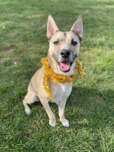 Kyle, an adoptable Siberian Husky, Pit Bull Terrier in Bloomington, IN, 47401 | Photo Image 1