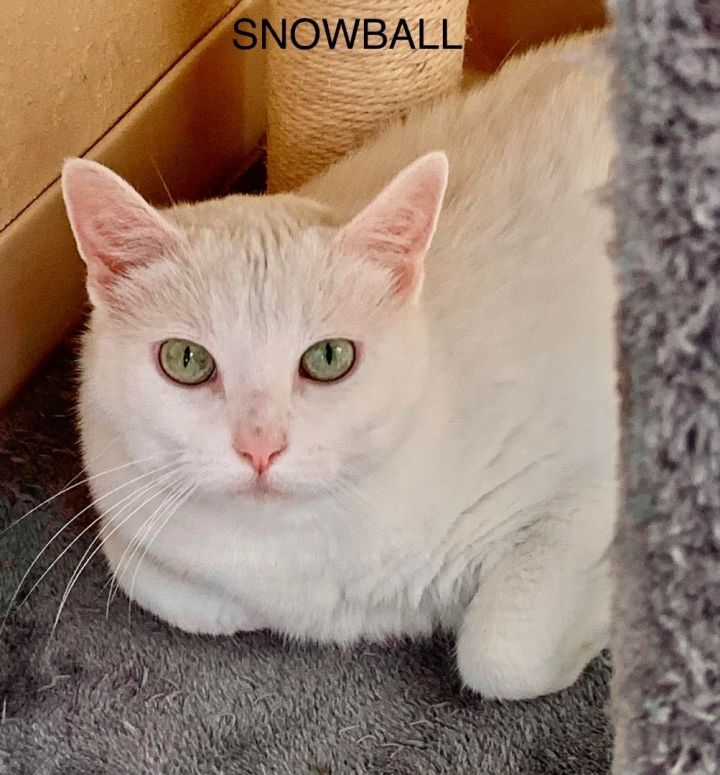 Snowball, an adoptable Domestic Medium Hair in Rushville, IL_image-1