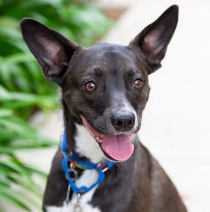 Sweet Potato pup: Orion/Berm 1