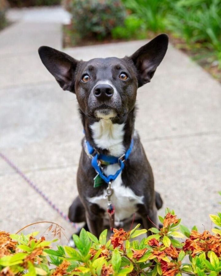 Sweet Potato pup: Orion/Berm 2