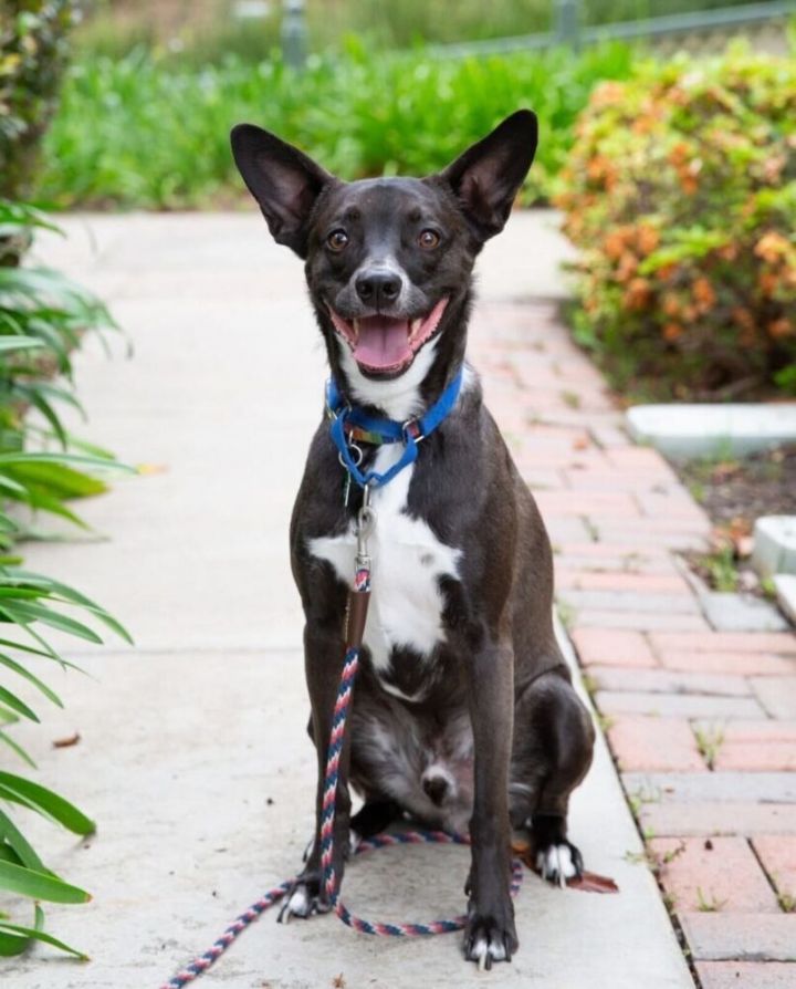 Sweet Potato pup: Orion/Berm 3