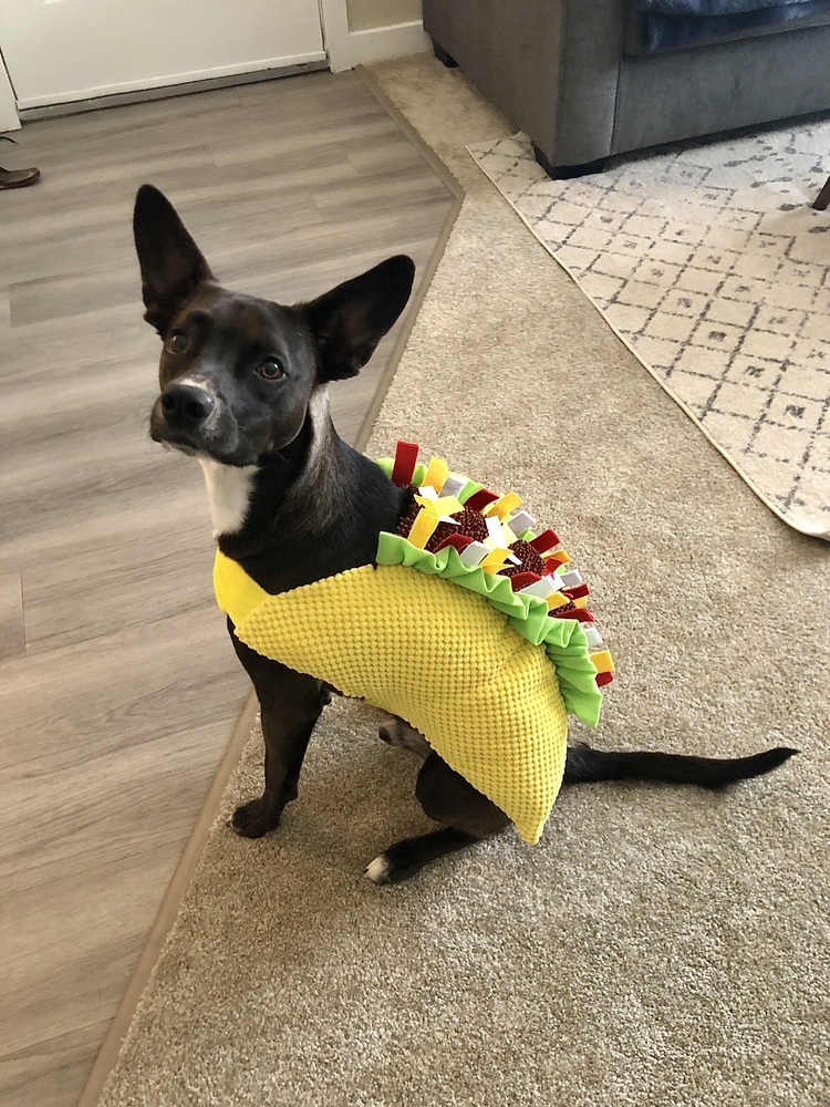 Sweet Potato pup: Orion/Berm, an adoptable Terrier in San Diego, CA, 92103 | Photo Image 4