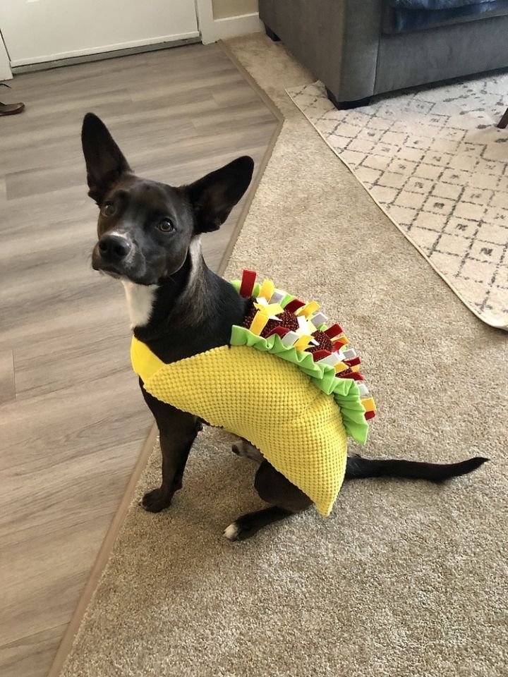 Sweet Potato pup: Orion/Berm 4