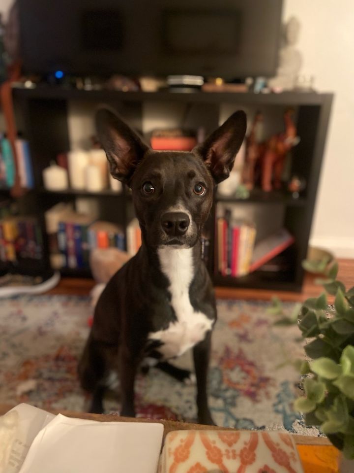 Sweet Potato pup: Orion/Berm 6